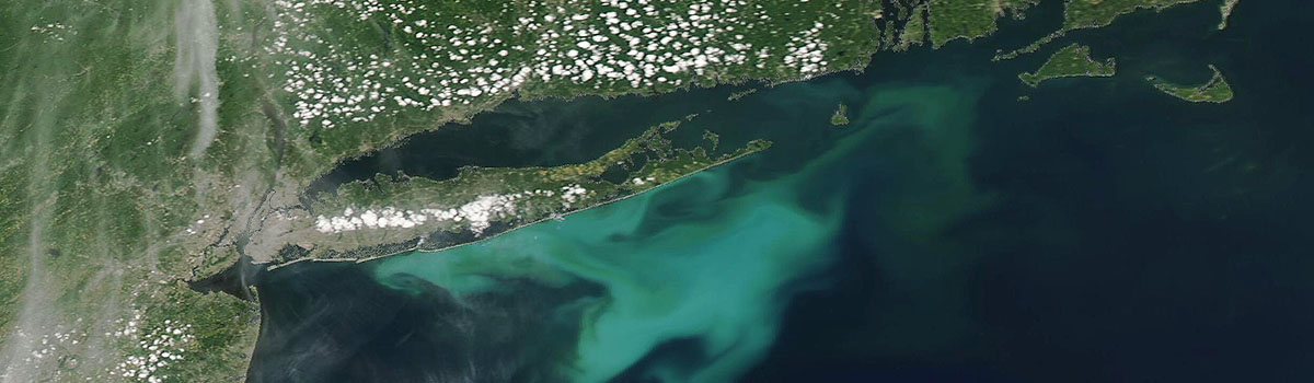 Bloom off the Northeastern Coast of the United States